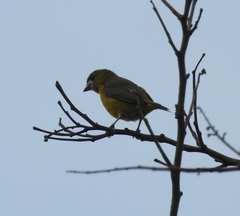 Euphonia chrysopasta