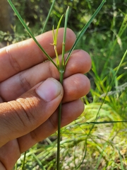 Cyphocarpa angustifolia