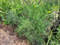Asparagus transvaalensis