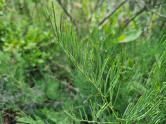 Asparagus transvaalensis