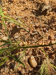 Cyphocarpa angustifolia