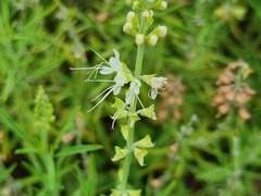 Ocimum angustifolium