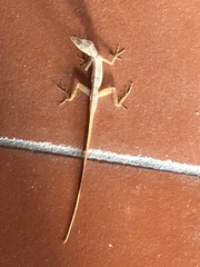 Anolis schwartzi