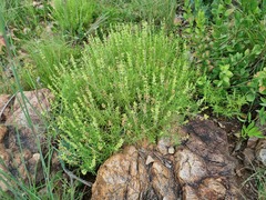 Ocimum angustifolium