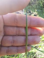 Cyphocarpa angustifolia