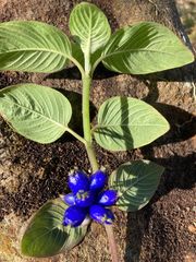 Coccocypselum lanceolatum