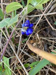 Coccocypselum lanceolatum