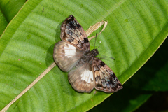 Mylon zephus