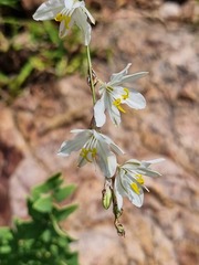 Chlorophytum fasciculatum