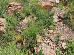 Chlorophytum fasciculatum
