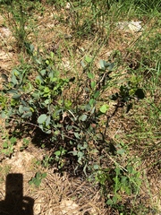 Arctostaphylos viscida