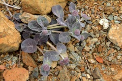 Asclepias solanoana