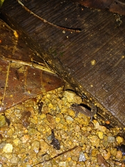 Lepidoblepharis xanthostigma