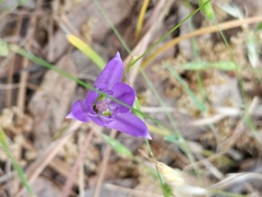Brodiaea jolonensis