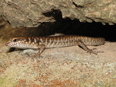 Concinnia brachysoma