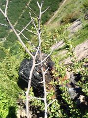 Searsia laevigata laevigata