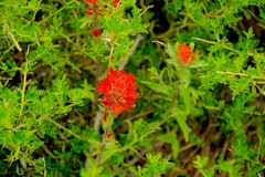 Castilleja martini martini