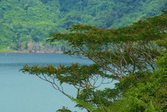 Rhus javanica
