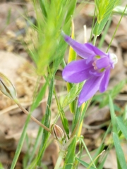 Brodiaea jolonensis