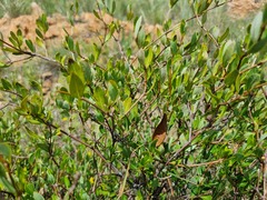 Cryptolepis cryptolepioides