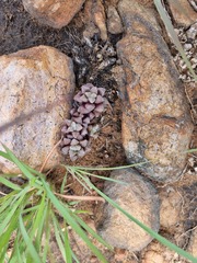 Anacampseros subnuda