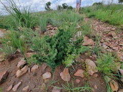 Asparagus flavicaulis