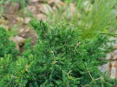 Asparagus flavicaulis
