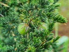 Asparagus flavicaulis