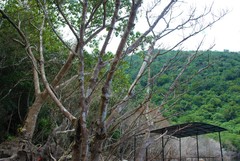 Excoecaria agallocha