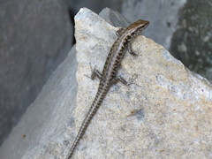 Concinnia brachysoma