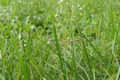 Pterophorus innotatalis