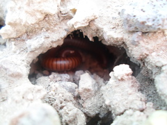 Orthoporus