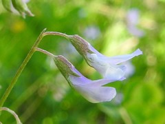 Vicia parviflora