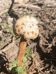 Battarreoides diguetii