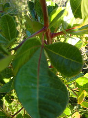 Searsia laevigata laevigata