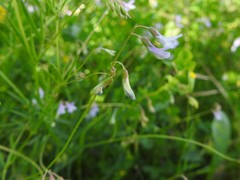 Vicia parviflora