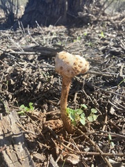 Battarreoides diguetii