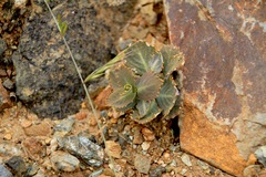 Streptanthus brachiatus