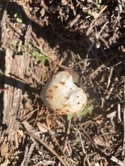 Battarreoides diguetii