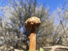 Battarreoides diguetii