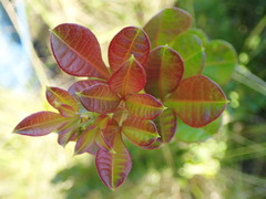 Searsia laevigata laevigata