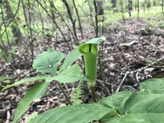 Arisaema quinatum