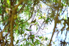 Vireo chivi