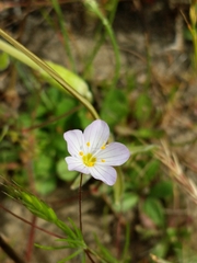 Leptosiphon liniflorus