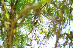 Vireo chivi