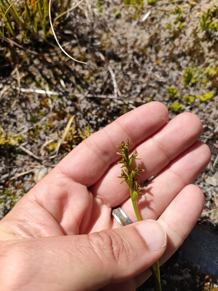 Prasophyllum colensoi