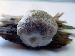 Reticularia splendens
