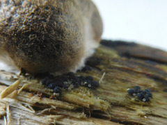 Reticularia splendens