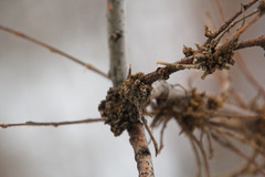 Podosphaera phytoptophila