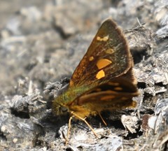 Dalla